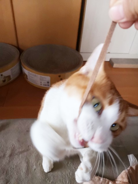 f:id:JuneNNN:20191218120159j:plain f:id:JuneNNN:20191218120159j:plain