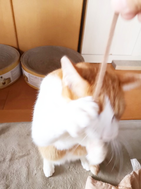 f:id:JuneNNN:20191218120946j:plain f:id:JuneNNN:20191218120946j:plain