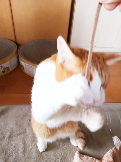 f:id:JuneNNN:20191218120954j:plain f:id:JuneNNN:20191218120954j:plain