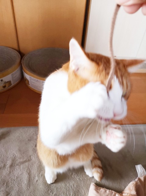 f:id:JuneNNN:20191218121008j:plain f:id:JuneNNN:20191218121008j:plain