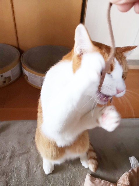 f:id:JuneNNN:20191218121016j:plain f:id:JuneNNN:20191218121016j:plain
