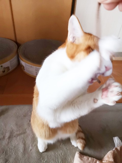 f:id:JuneNNN:20191218121029j:plain f:id:JuneNNN:20191218121029j:plain