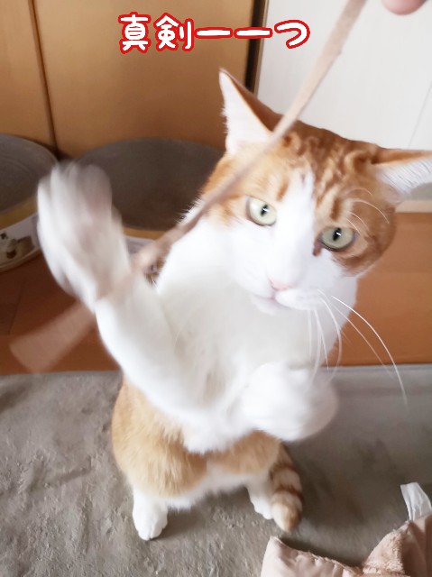 f:id:JuneNNN:20191218132534j:plain f:id:JuneNNN:20191218132534j:plain