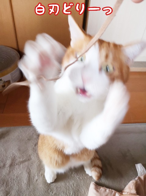 f:id:JuneNNN:20191218132542j:plain f:id:JuneNNN:20191218132542j:plain