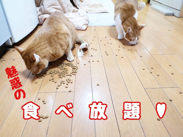 f:id:JuneNNN:20191218132603j:plain f:id:JuneNNN:20191218132603j:plain