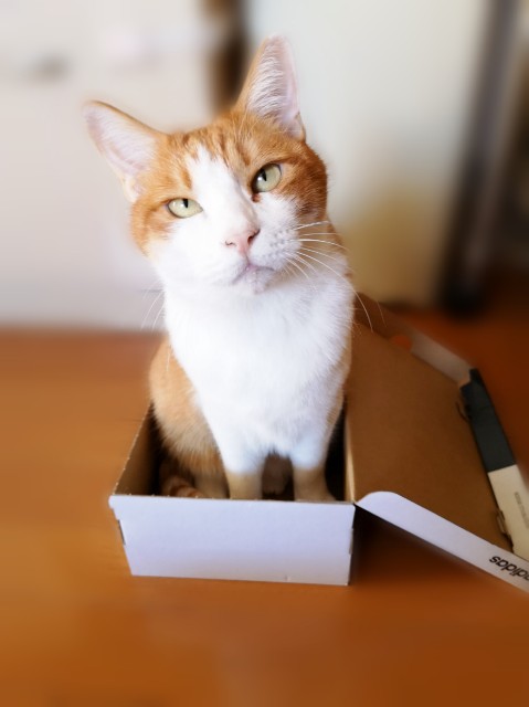 f:id:JuneNNN:20191218155647j:plain