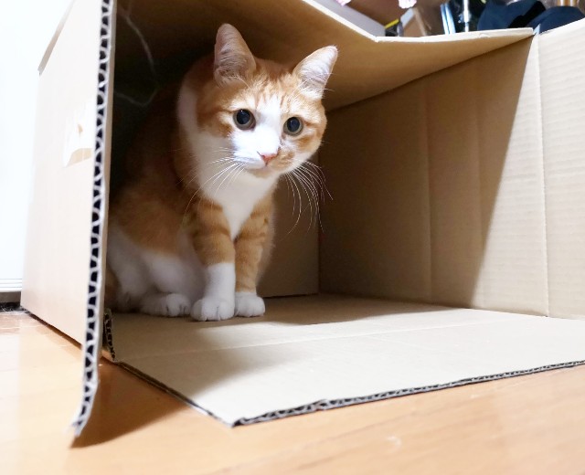 f:id:JuneNNN:20191218155706j:plain f:id:JuneNNN:20191218155706j:plain
