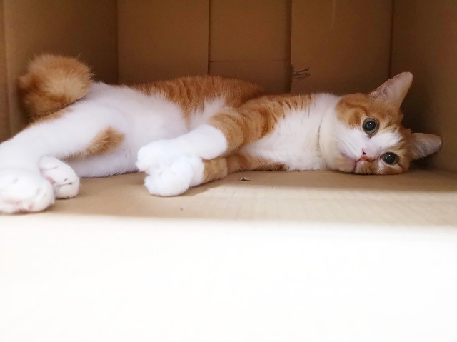 f:id:JuneNNN:20191218155815j:plain