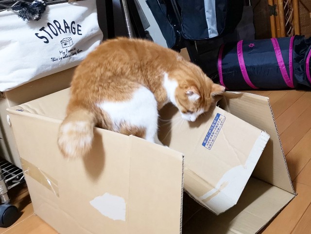 f:id:JuneNNN:20191218155903j:plain