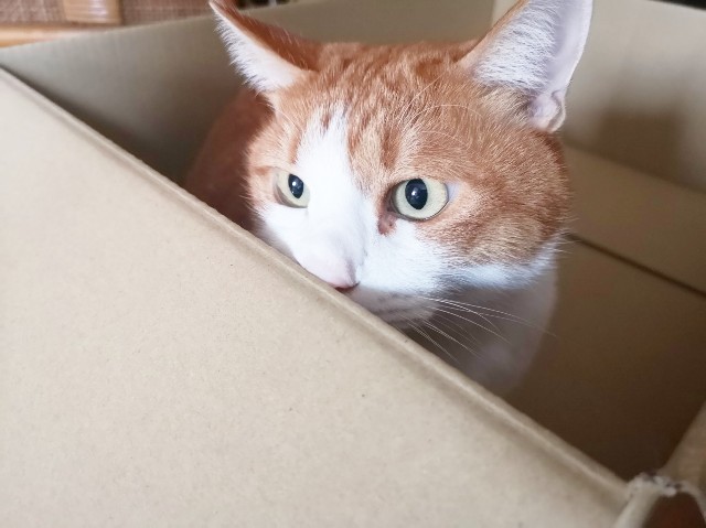 f:id:JuneNNN:20191218155946j:plain