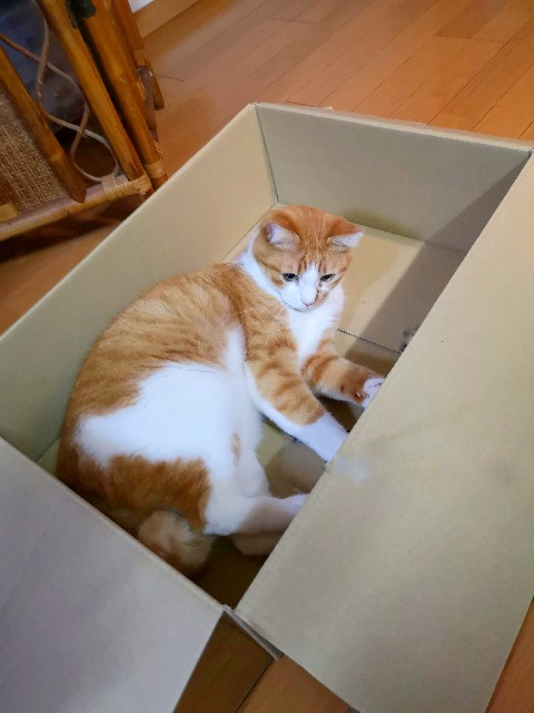 f:id:JuneNNN:20191218155955j:plain