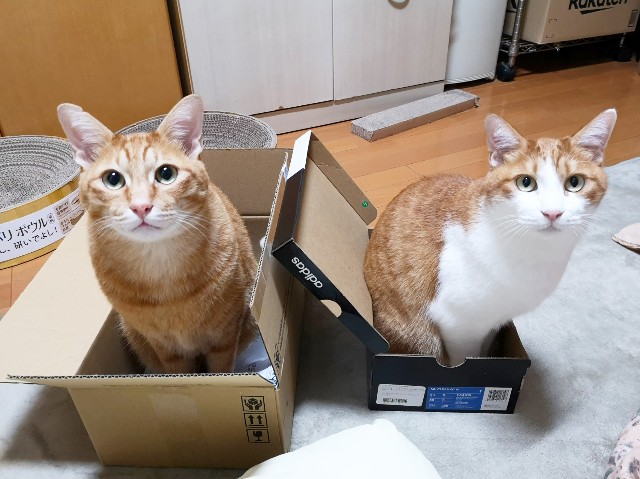 f:id:JuneNNN:20191218160545j:plain f:id:JuneNNN:20191218160545j:plain