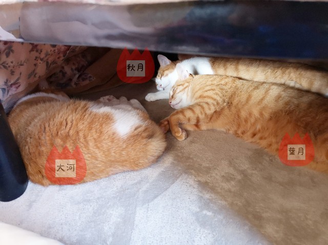 f:id:JuneNNN:20191220120714j:plain