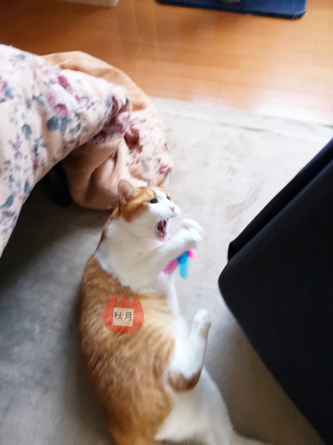 f:id:JuneNNN:20191220150507j:plain