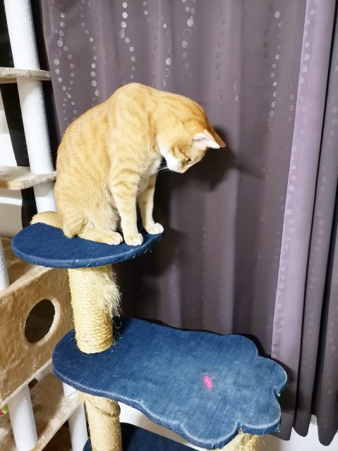 f:id:JuneNNN:20191220202841j:plain
