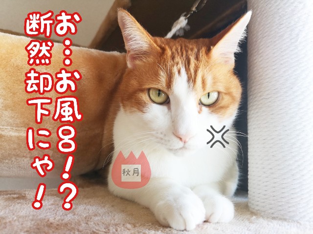 f:id:JuneNNN:20191221114740j:plain
