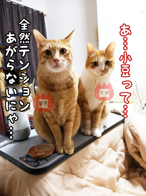 f:id:JuneNNN:20191221114752j:plain