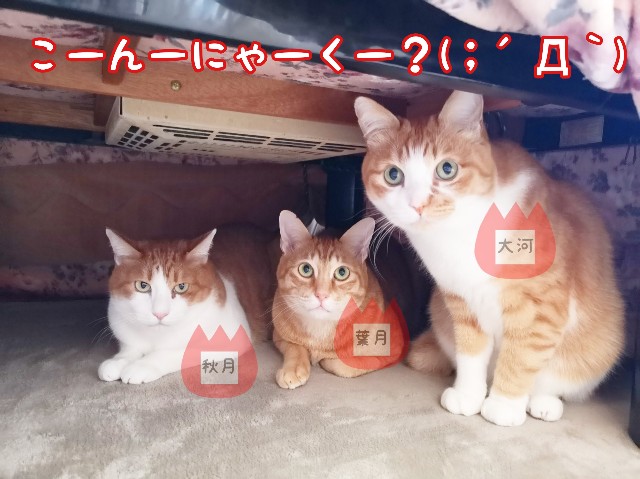f:id:JuneNNN:20191221120316j:plain