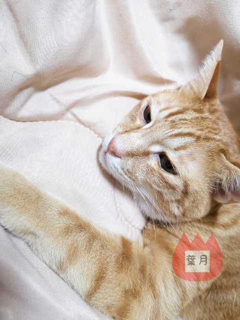 f:id:JuneNNN:20191223105923j:plain