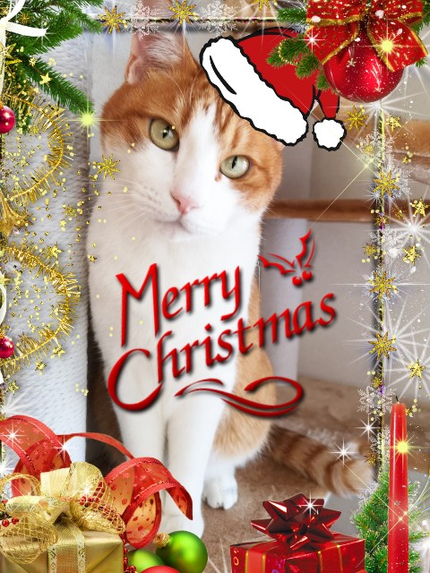 f:id:JuneNNN:20191223213729j:plain