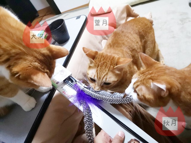 f:id:JuneNNN:20191223213739j:plain f:id:JuneNNN:20191223213739j:plain