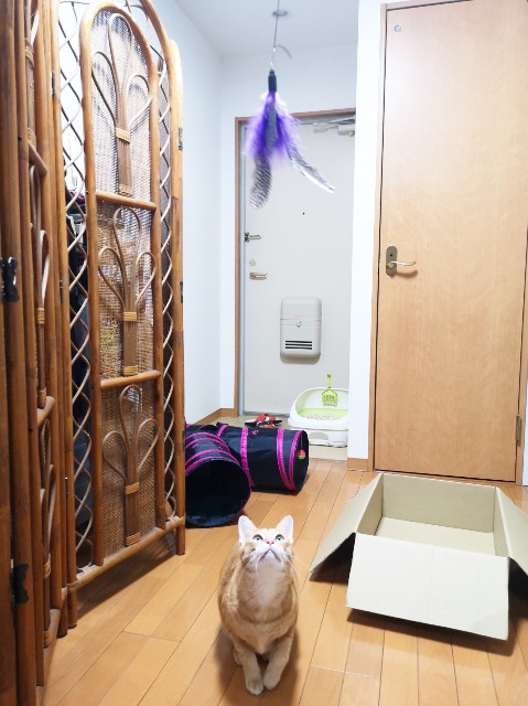 f:id:JuneNNN:20191223213746j:plain