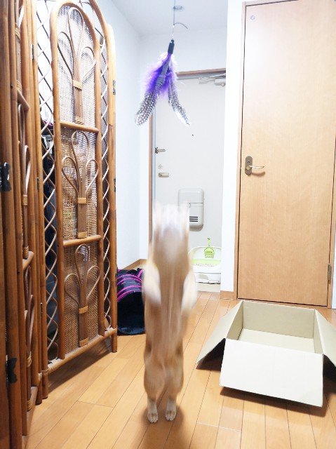 f:id:JuneNNN:20191223213750j:plain