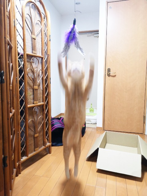 f:id:JuneNNN:20191223213756j:plain