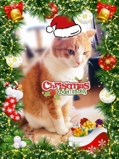 f:id:JuneNNN:20191223214638j:plain