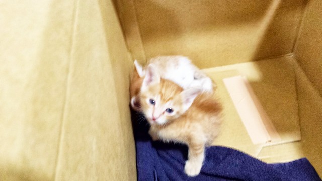 f:id:JuneNNN:20191225171143j:plain f:id:JuneNNN:20191225171143j:plain