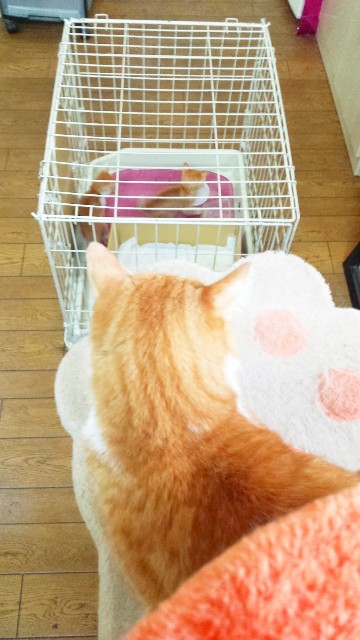f:id:JuneNNN:20191225183946j:plain f:id:JuneNNN:20191225183946j:plain