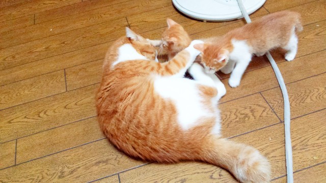 f:id:JuneNNN:20191225184037j:plain f:id:JuneNNN:20191225184037j:plain