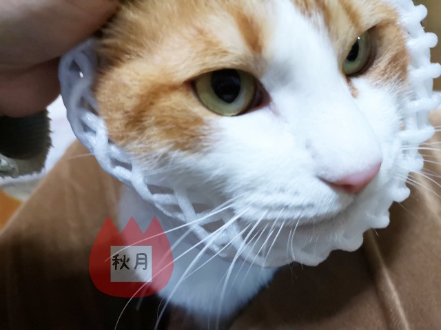 f:id:JuneNNN:20191226124247j:plain