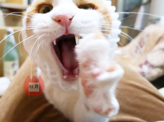 f:id:JuneNNN:20191226124250j:plain