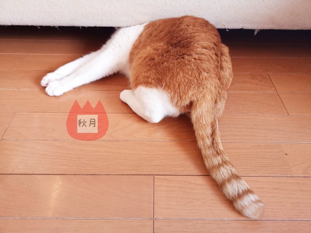 f:id:JuneNNN:20191226183851j:plain f:id:JuneNNN:20191226183851j:plain