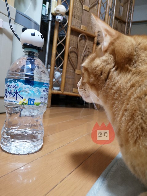 f:id:JuneNNN:20191226183858j:plain f:id:JuneNNN:20191226183858j:plain