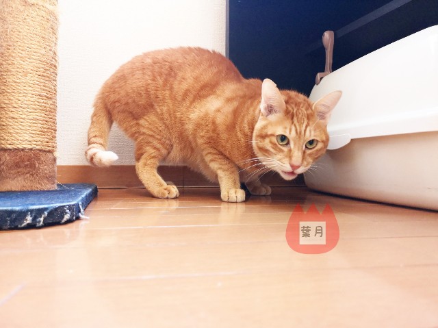 f:id:JuneNNN:20191226183939j:plain
