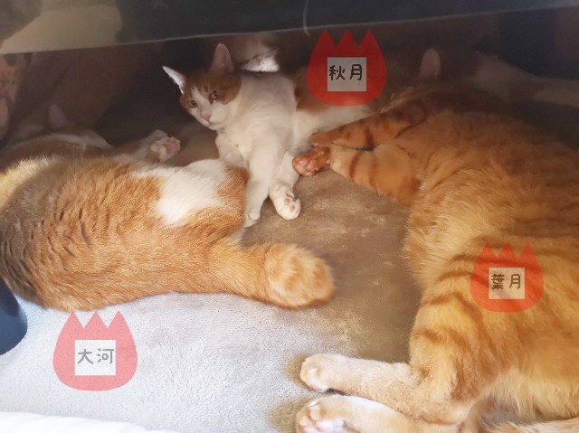 f:id:JuneNNN:20191229122109j:plain f:id:JuneNNN:20191229122109j:plain