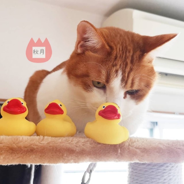 f:id:JuneNNN:20191229122125j:plain f:id:JuneNNN:20191229122125j:plain