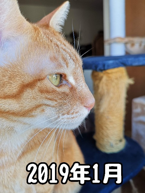 f:id:JuneNNN:20191229214839j:plain
