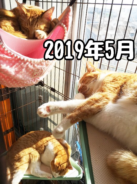 f:id:JuneNNN:20191229214905j:plain
