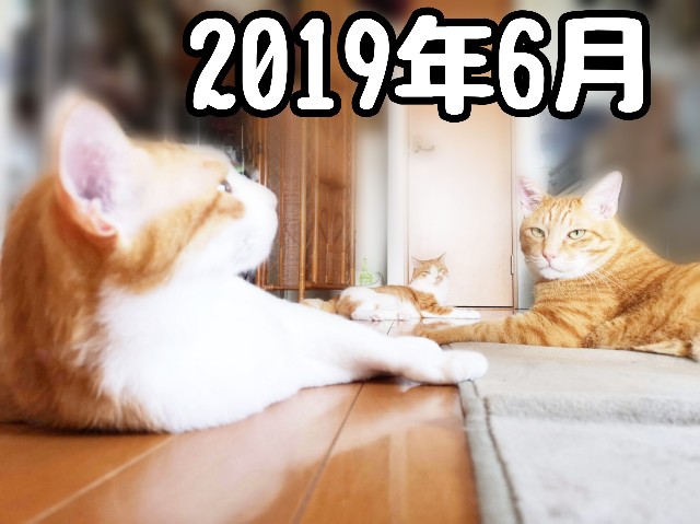 f:id:JuneNNN:20191229214910j:plain