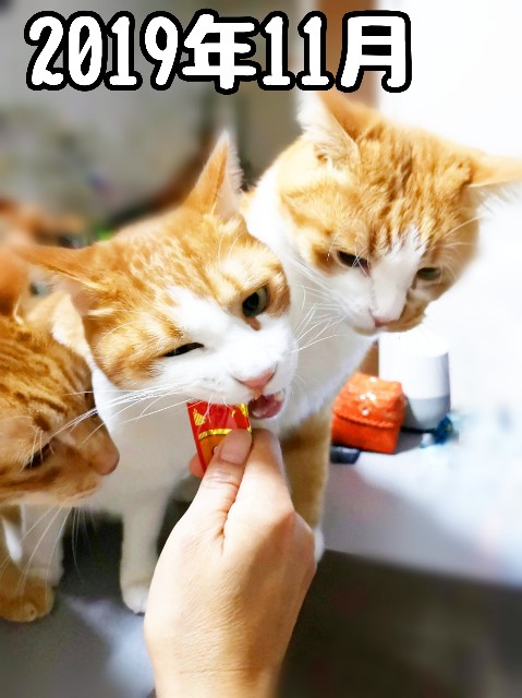 f:id:JuneNNN:20191229214929j:plain