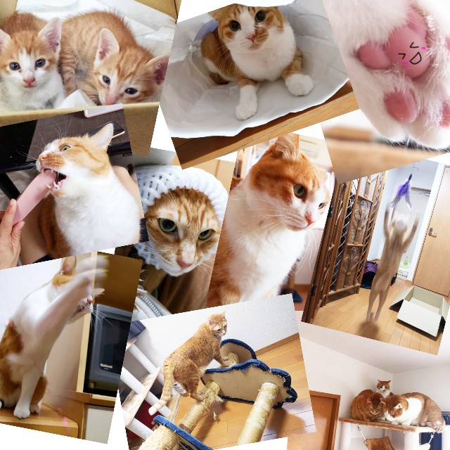 f:id:JuneNNN:20191230165911j:plain