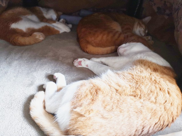 f:id:JuneNNN:20200112150232j:plain