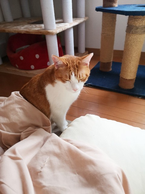 f:id:JuneNNN:20200112150239j:plain