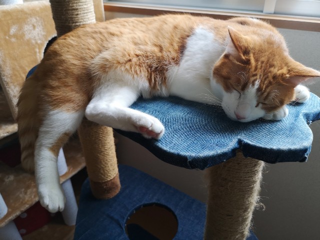 f:id:JuneNNN:20200112150245j:plain