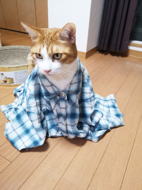 f:id:JuneNNN:20200112150416j:plain