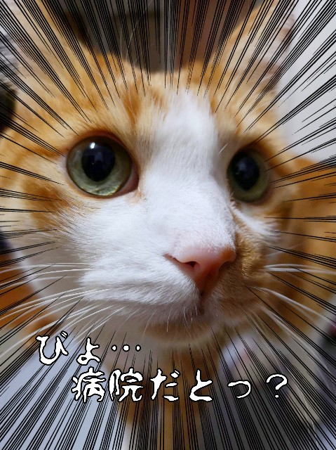 動物病院難民の愚痴と葛藤と暗中模索 にゃにゃにゃ工務店 動物病院難民の愚痴と葛藤と暗中模索 にゃにゃにゃ工務店