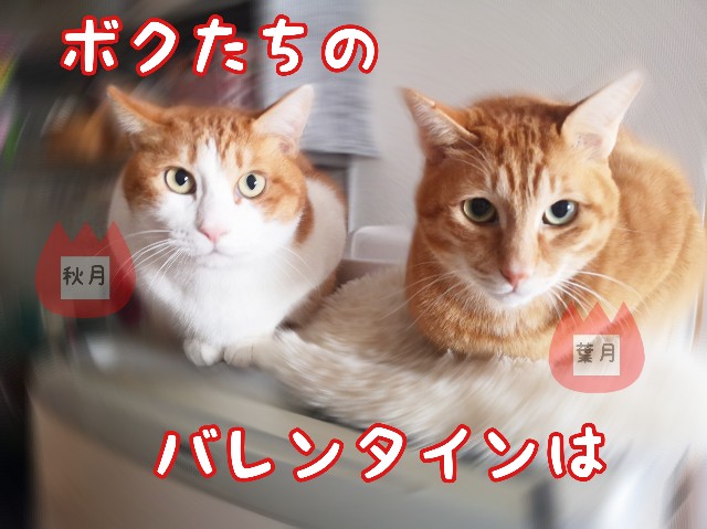 f:id:JuneNNN:20200118135557j:plain f:id:JuneNNN:20200118135557j:plain